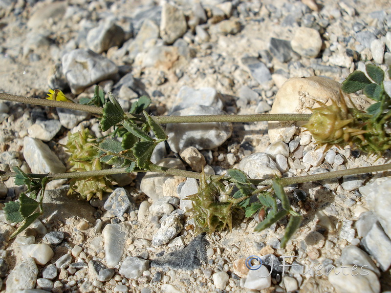 Medicago polymorpha.02