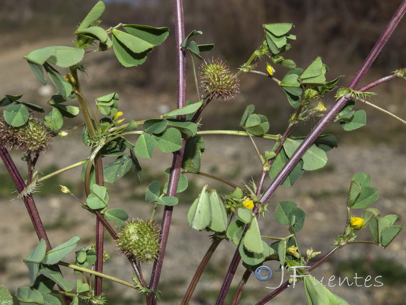 Medicago polymorpha.03