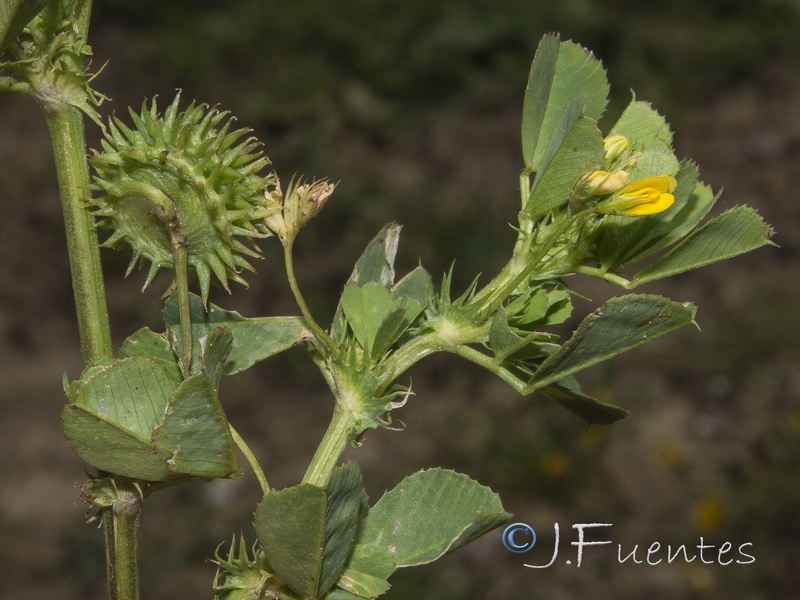 Medicago polymorpha.05