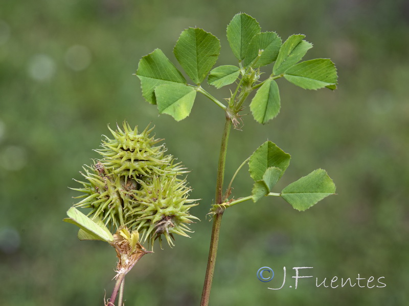 Medicago polymorpha.06