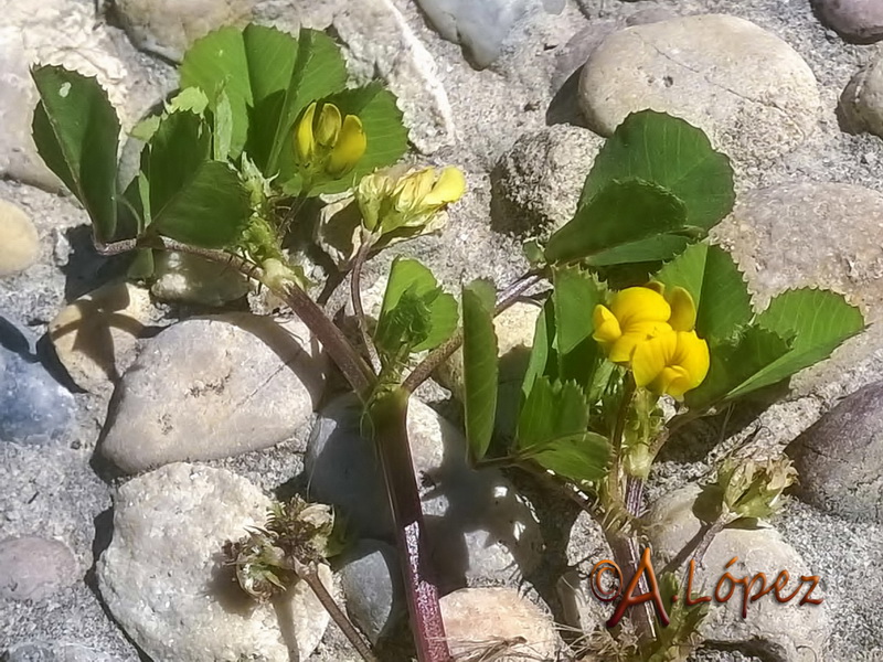 Medicago polymorpha.11