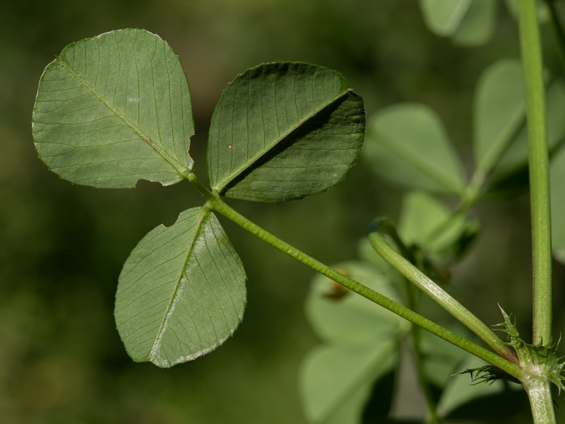 Medicago polymorpha.13