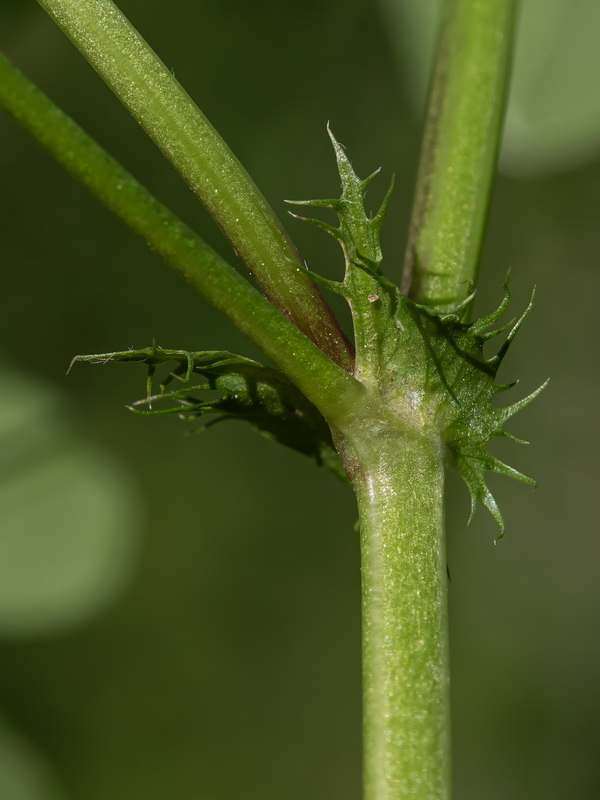 Medicago polymorpha.25