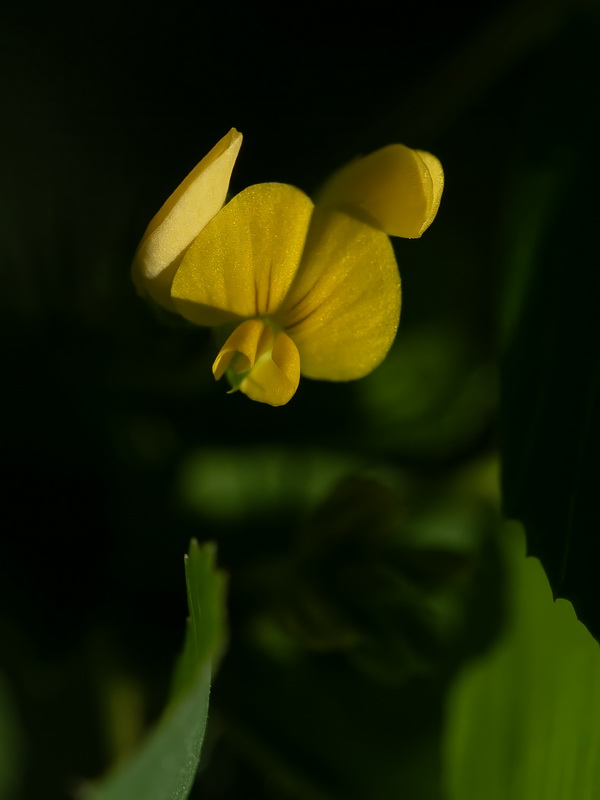 Medicago polymorpha.27