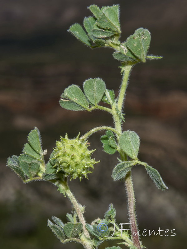 Medicago rigidula.07