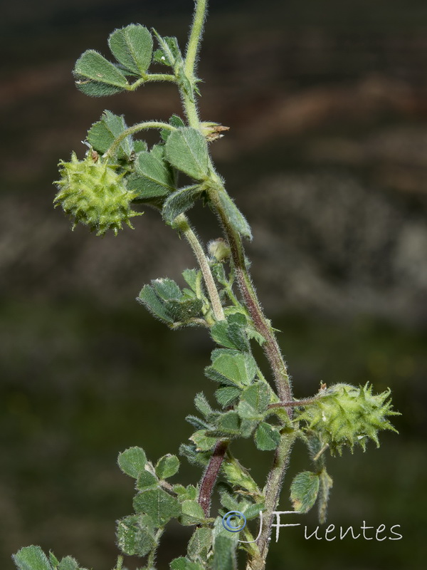 Medicago rigidula.08