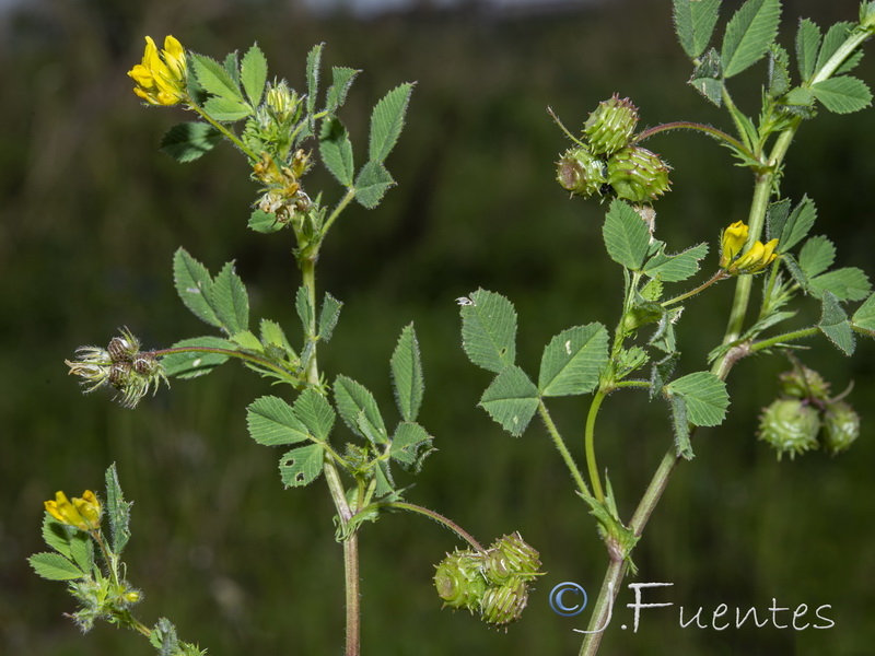 Medicago rigidula.09