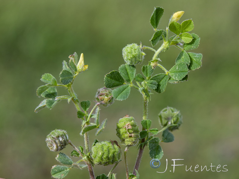 Medicago rigidula.10