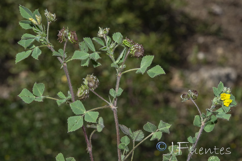 Medicago rigidula.11