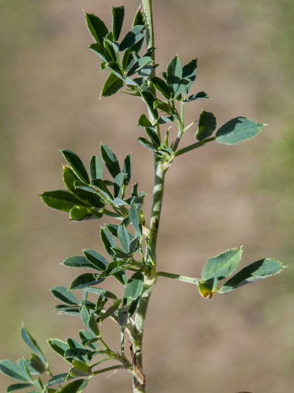 Medicago sativa.02