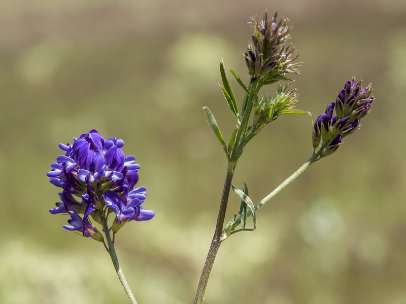 Medicago sativa.04