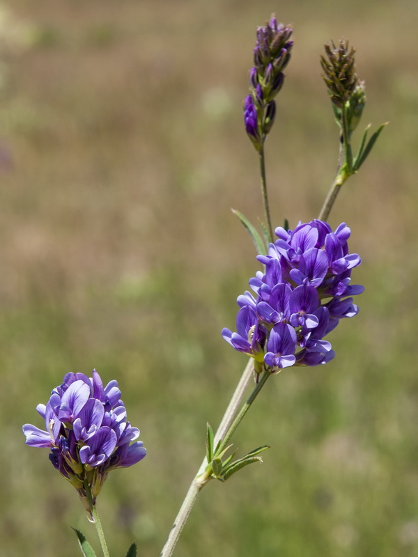 Medicago sativa.05