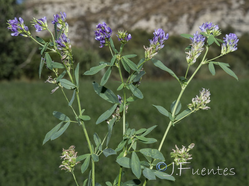 Medicago sativa.10