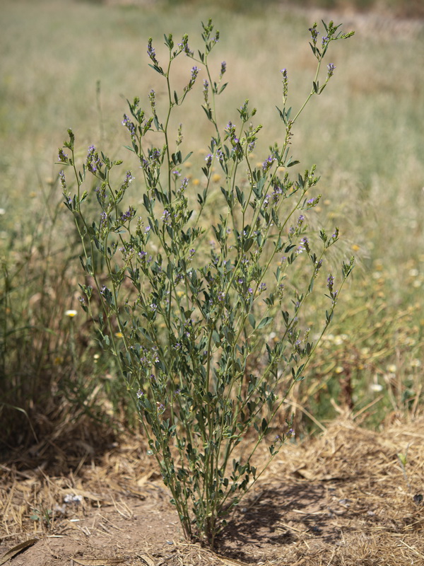 Medicago sativa.01