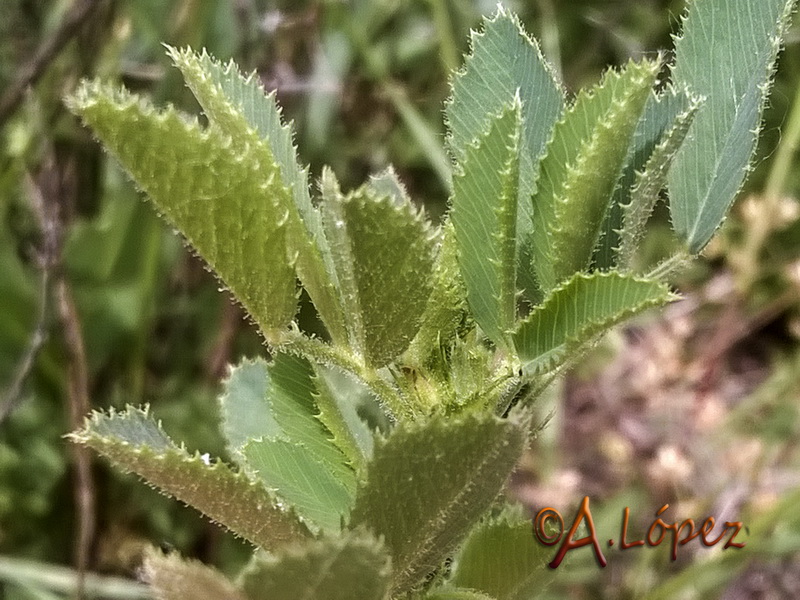 Medicago scutellata.02