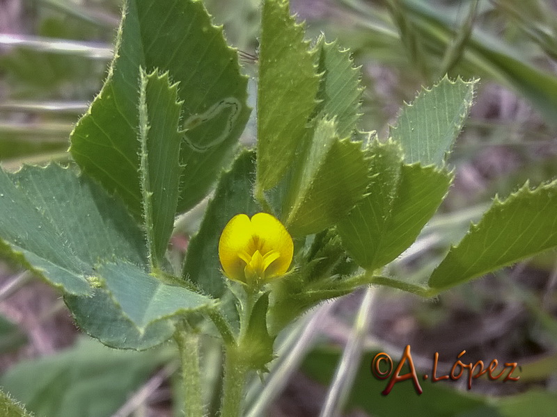 Medicago scutellata.03