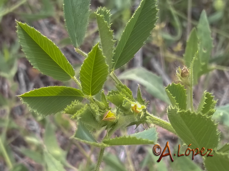 Medicago scutellata.04