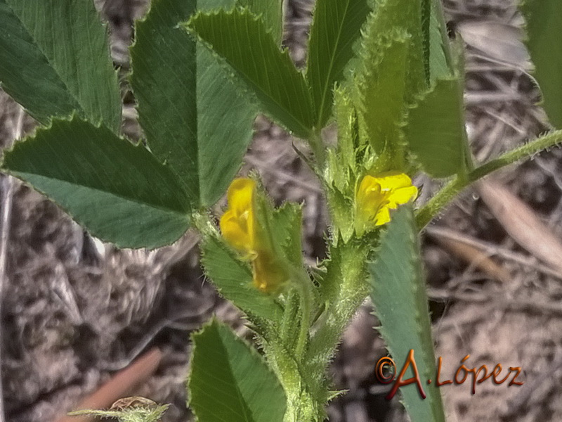 Medicago scutellata.05