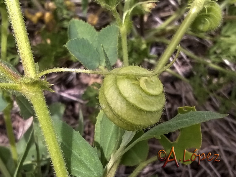 Medicago scutellata.08