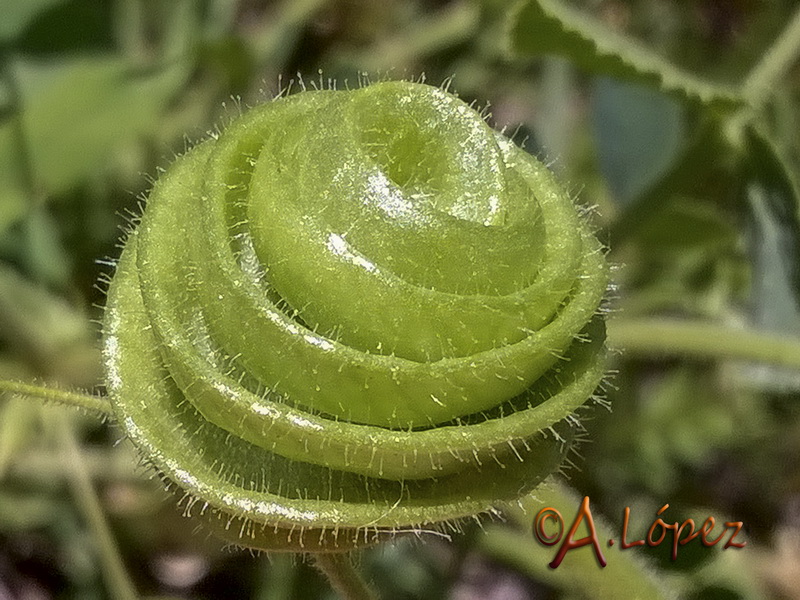 Medicago scutellata.09