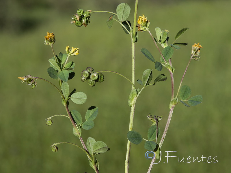 Medicago suffruticosa.01