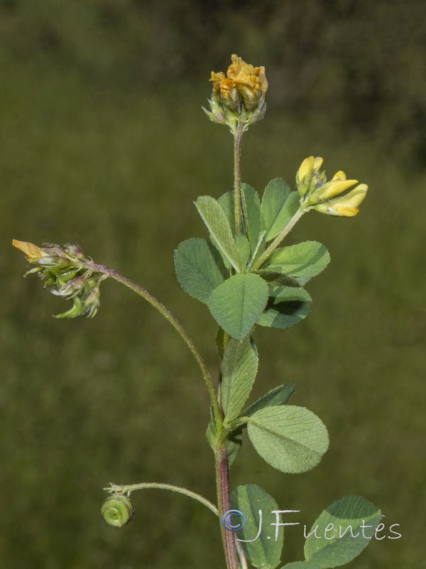 Medicago suffruticosa.02