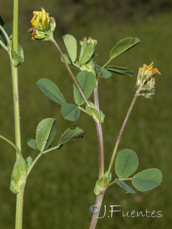 Medicago suffruticosa.03