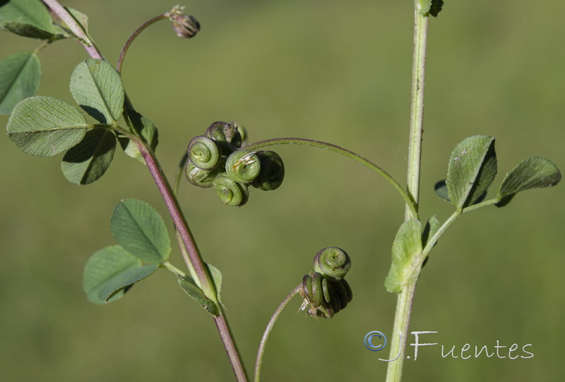 Medicago suffruticosa.04