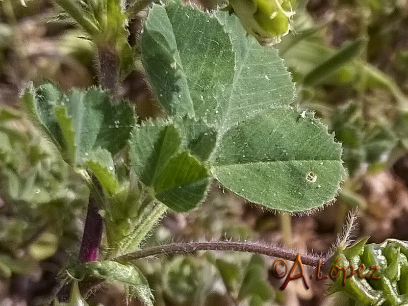 Medicago truncatula.04