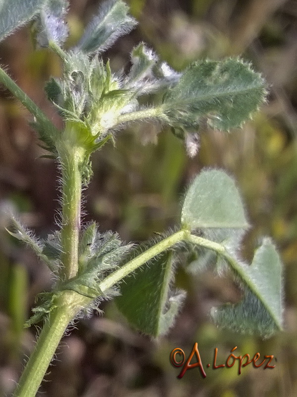 Medicago truncatula.05