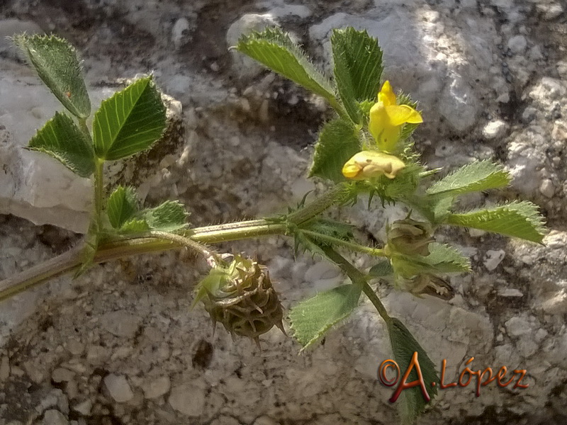 Medicago truncatula.06