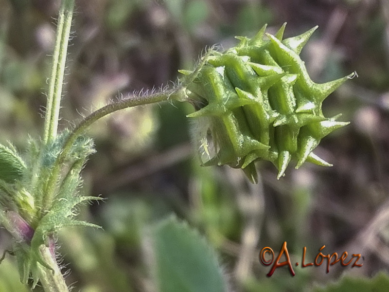 Medicago truncatula.08