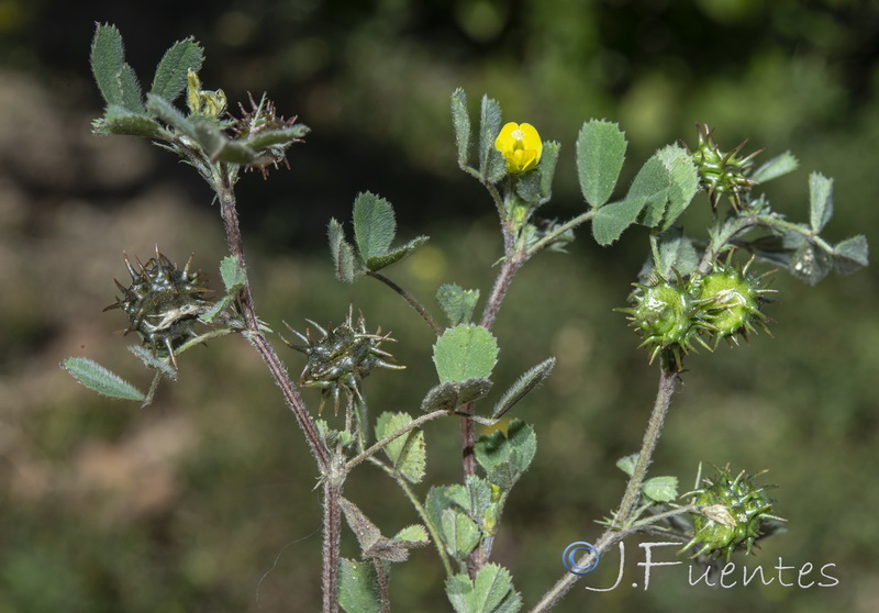 Medicago truncatula.09