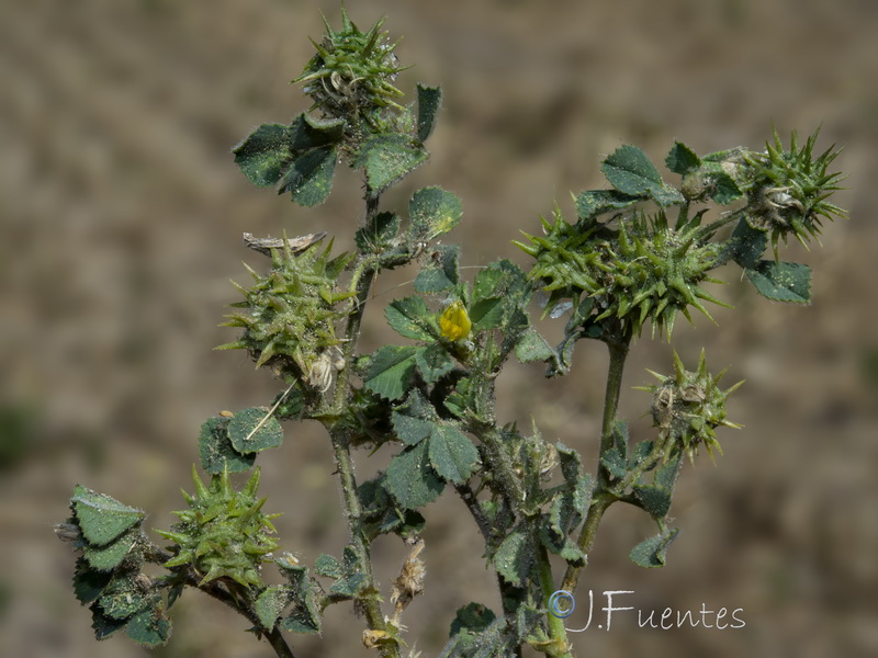 Medicago truncatula.10