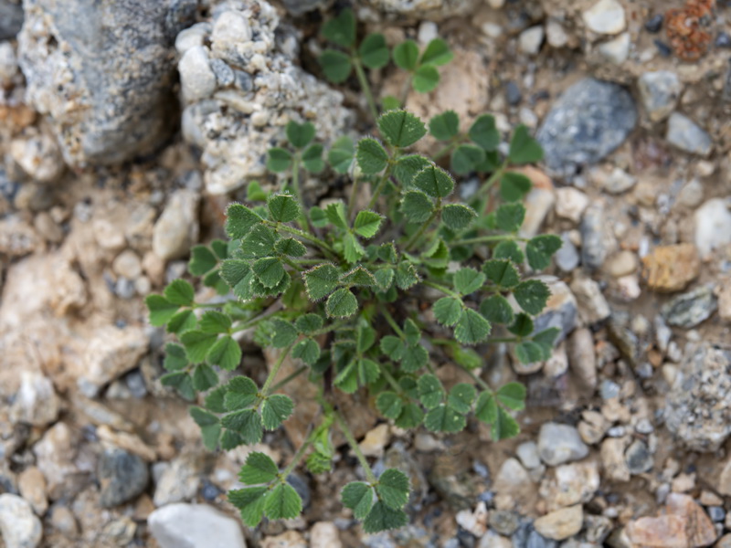 Medicago truncatula.11