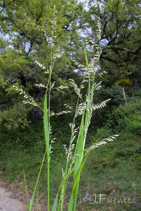 Melica arrecta.01