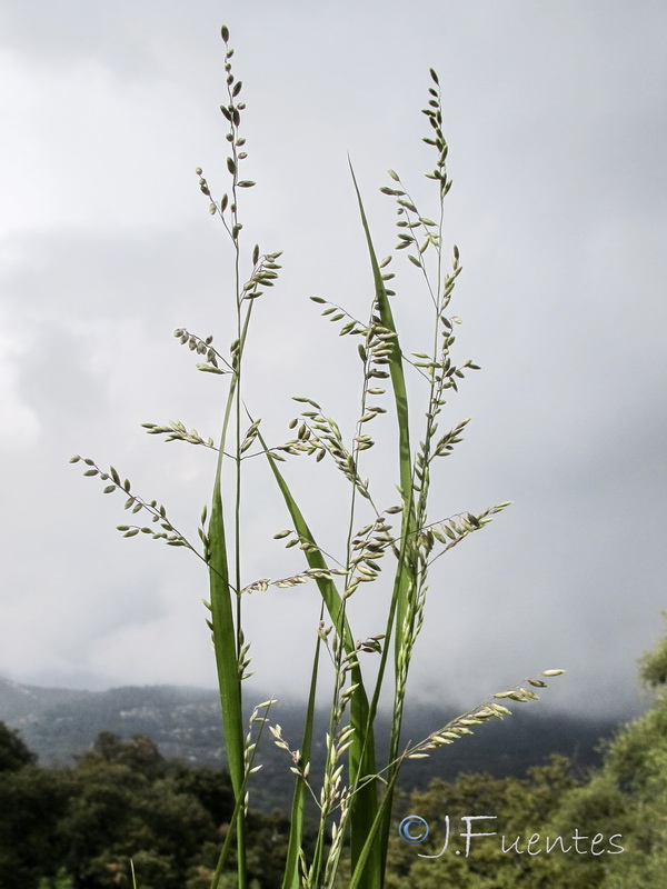 Melica arrecta.03
