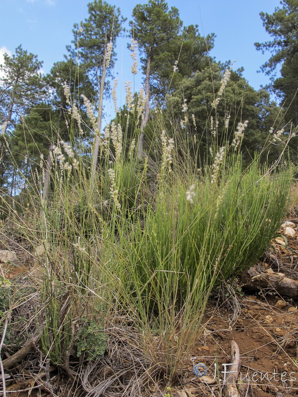 Melica bocquetii.02