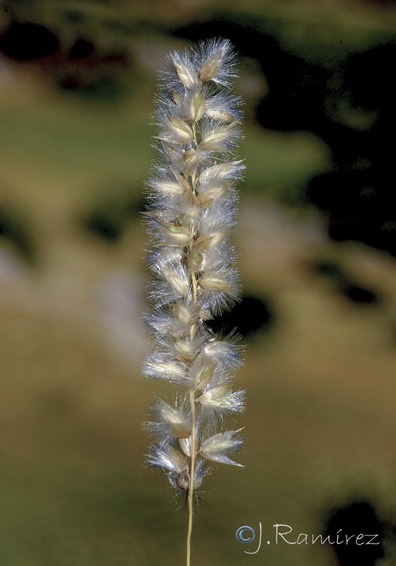 Melica bocquetii.08