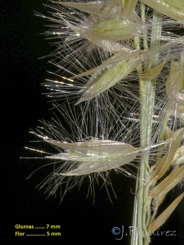 Melica bocquetii.10