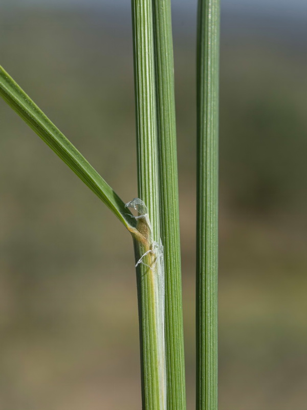 Melica ciliata magnolii.02