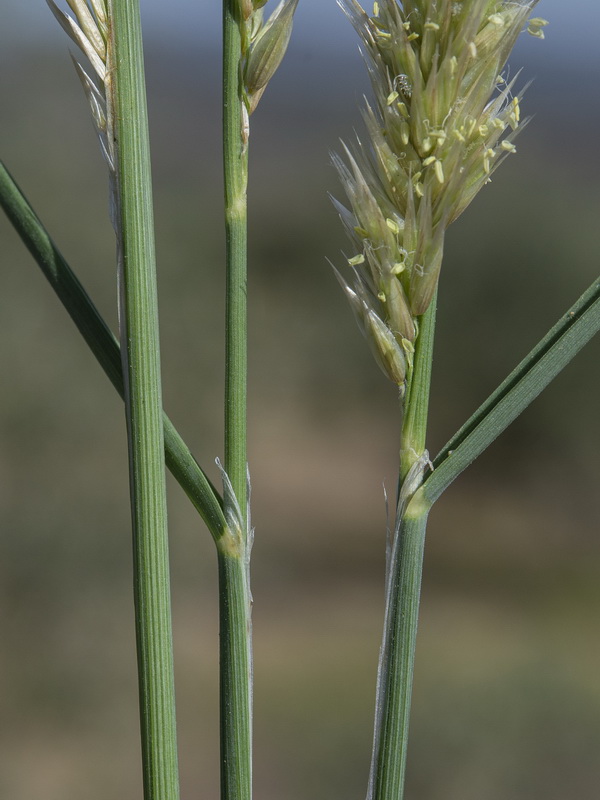 Melica ciliata magnolii.03