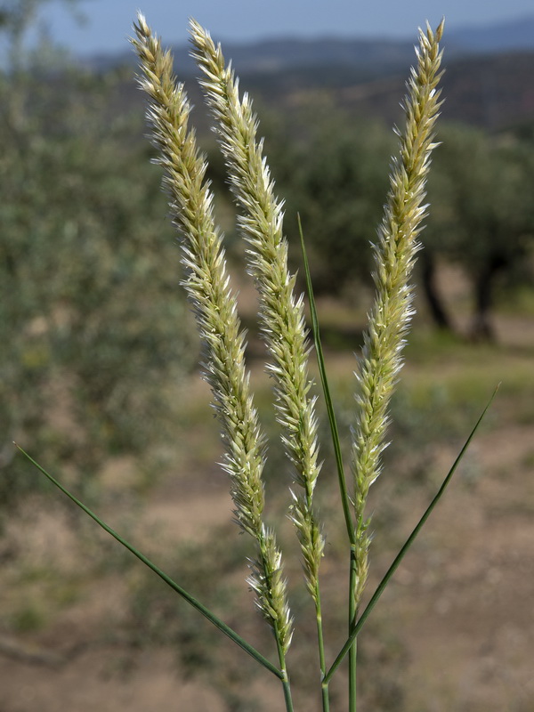 Melica ciliata magnolii.05