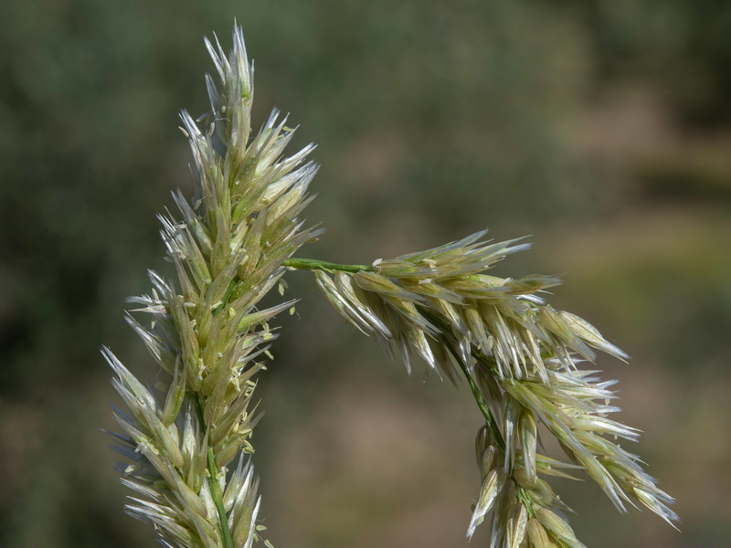 Melica ciliata magnolii.08