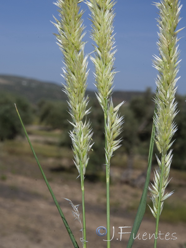 Melica ciliata magnolii.06