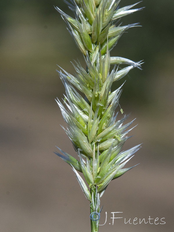 Melica ciliata magnolii.07