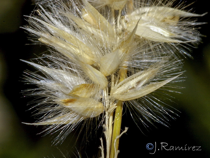 Melica ciliata magnolii.16