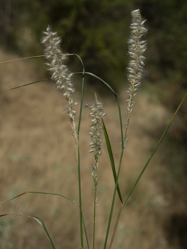 Melica ciliata magnolii.18