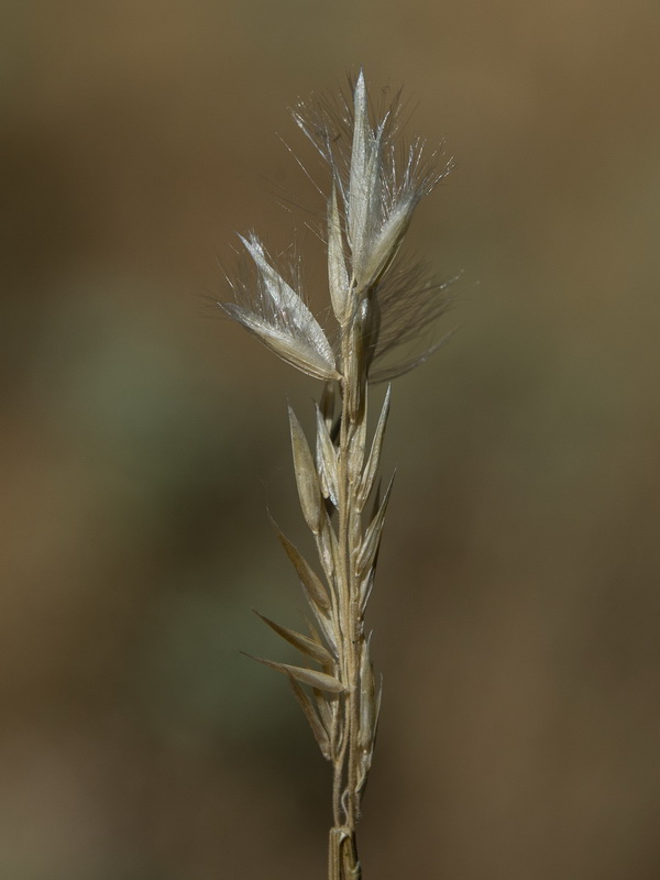 Melica ciliata magnolii.19