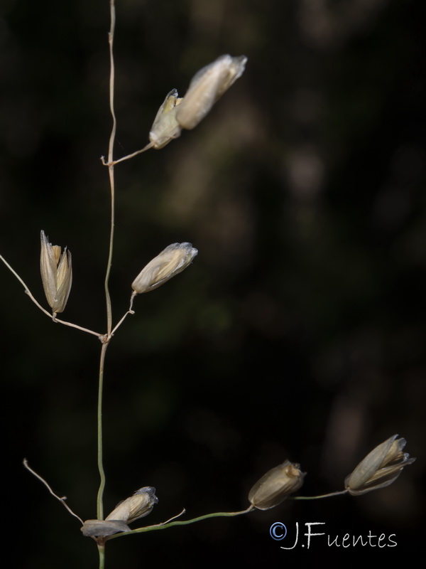 Melica humilis humilis.05